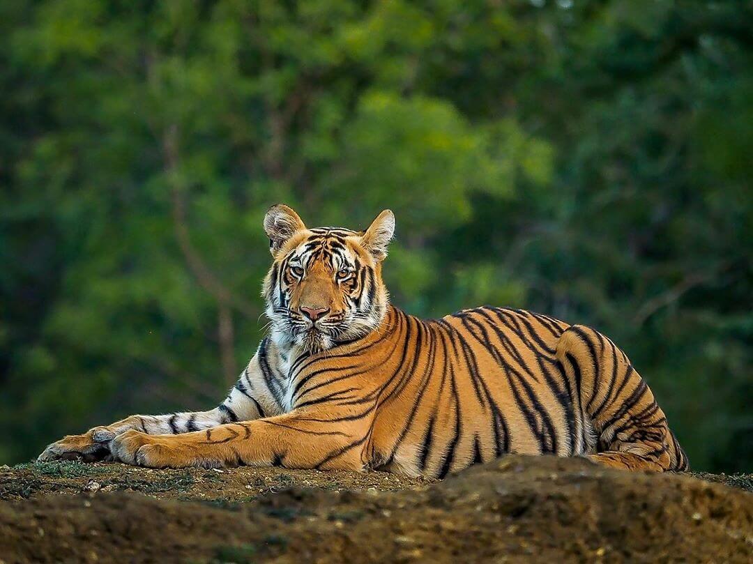 Kanha National Park in Madhya Pradesh, famous tiger reserve and inspiration for The Jungle Book